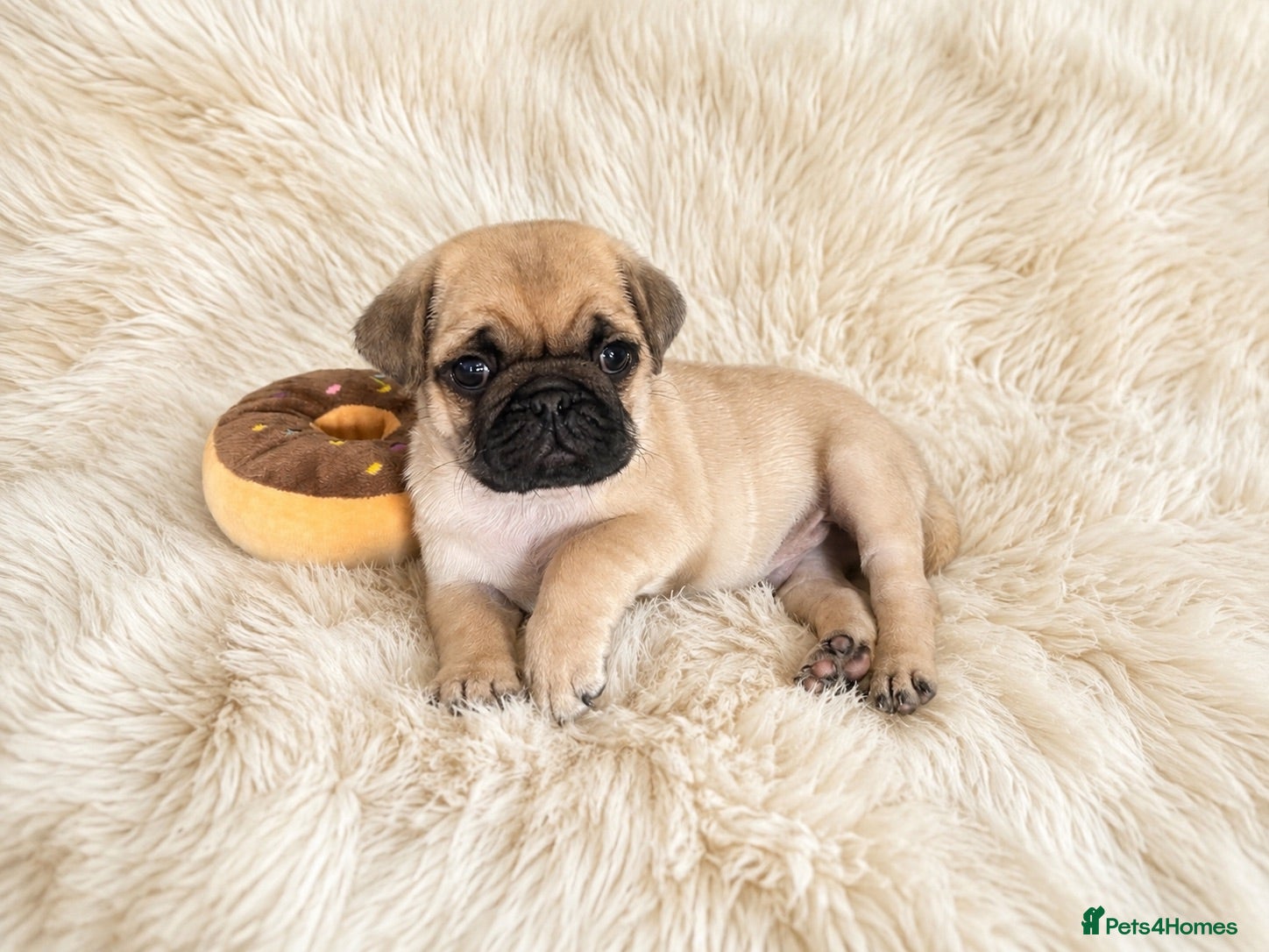 Pug dogs Beautiful Chunky Pug Puppy  - Advert 4