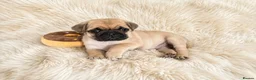 Pug dogs for sale: Beautiful Chunky Pug Puppy  - Advert 1