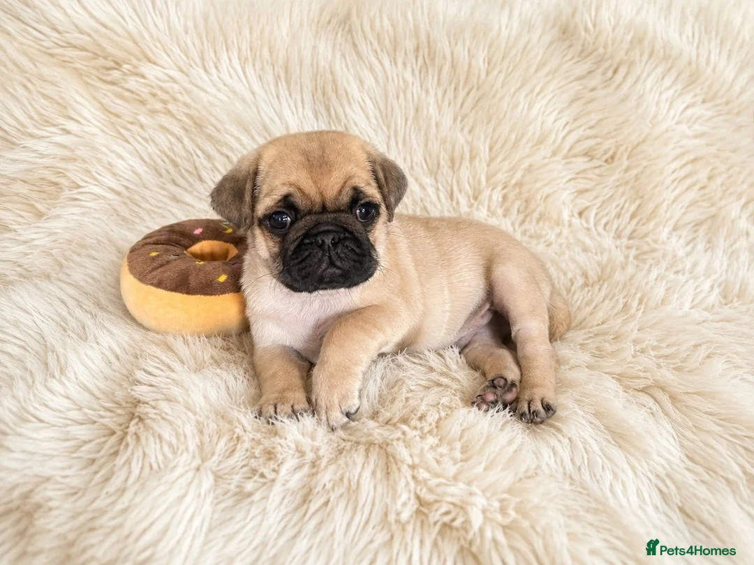 Pug dogs for sale: Beautiful Chunky Pug Puppy  - Advert 1