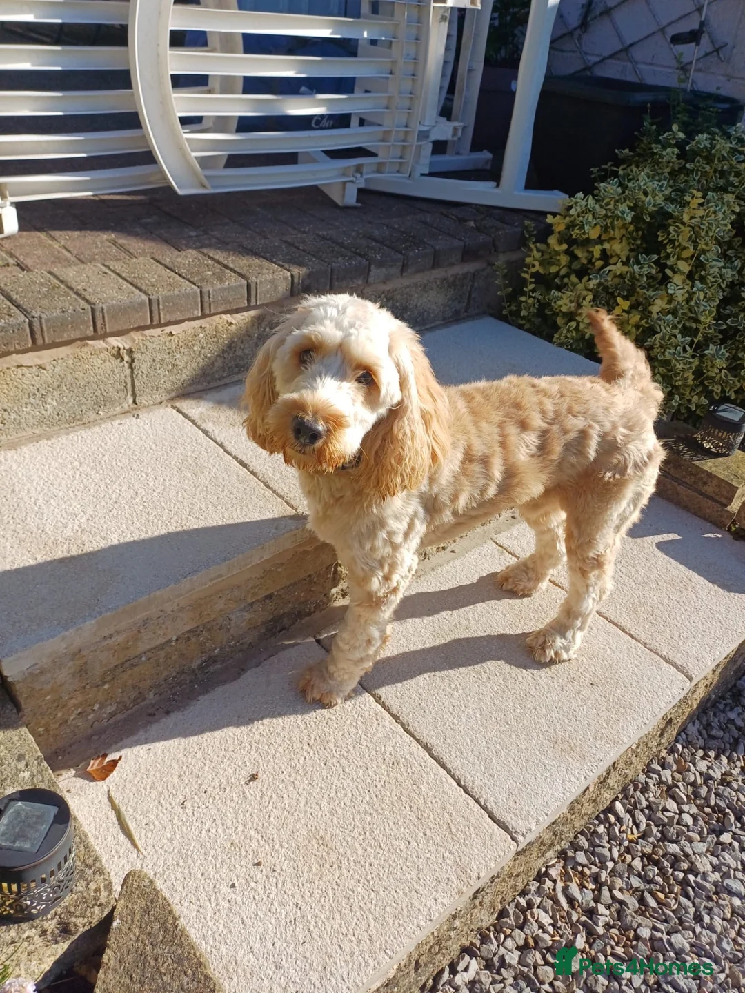 Cockapoo dogs for sale: Re-Home Cockapoo !  in Swadlincote - Advert 1
