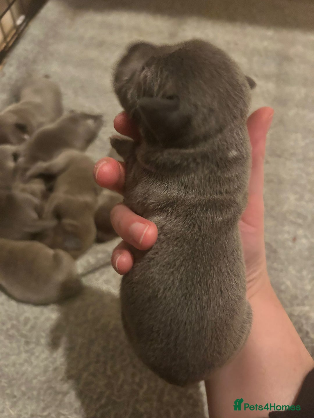 Staffordshire Bull Terrier dogs for sale: Eight gorgeous staffy puppies. - Advert 26