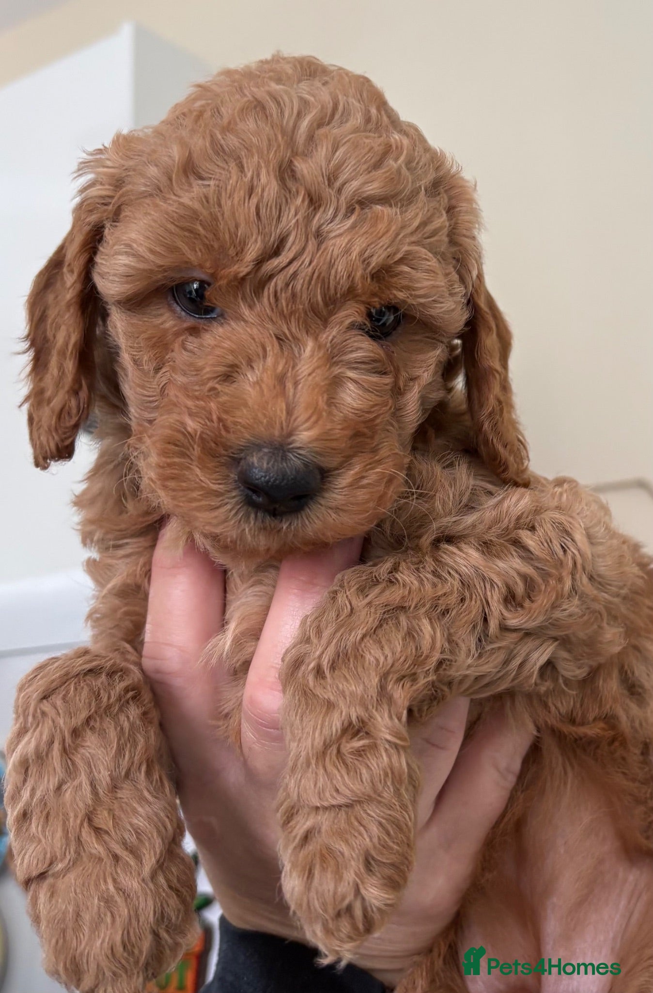 Mini Goldendoodle dogs Goldendoodle puppies  - Advert 2