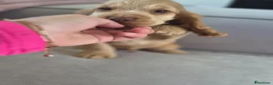 Cocker Spaniel Puppy 4 golden sable