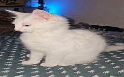Turkish Angora cats for sale: Adorable 2 Kittens - Image 3