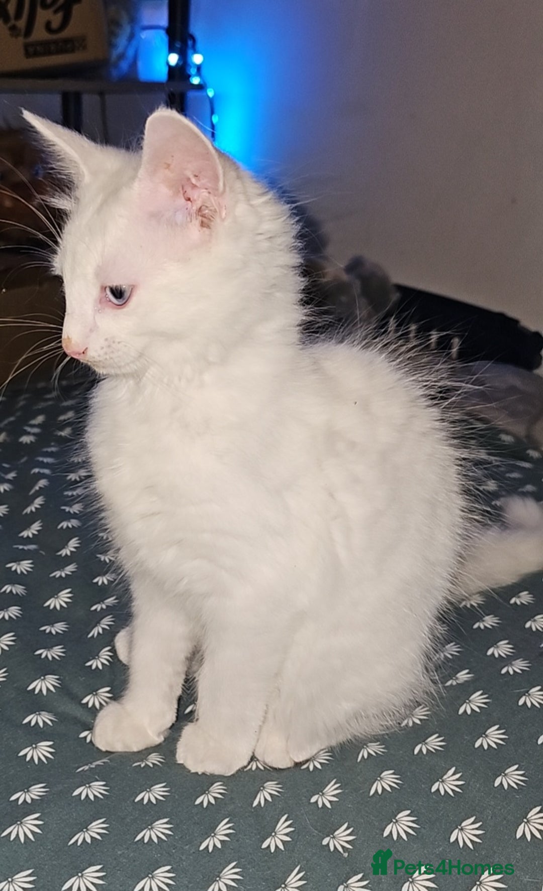 Turkish Angora cats for sale: Adorable 2 Kittens - Image 3