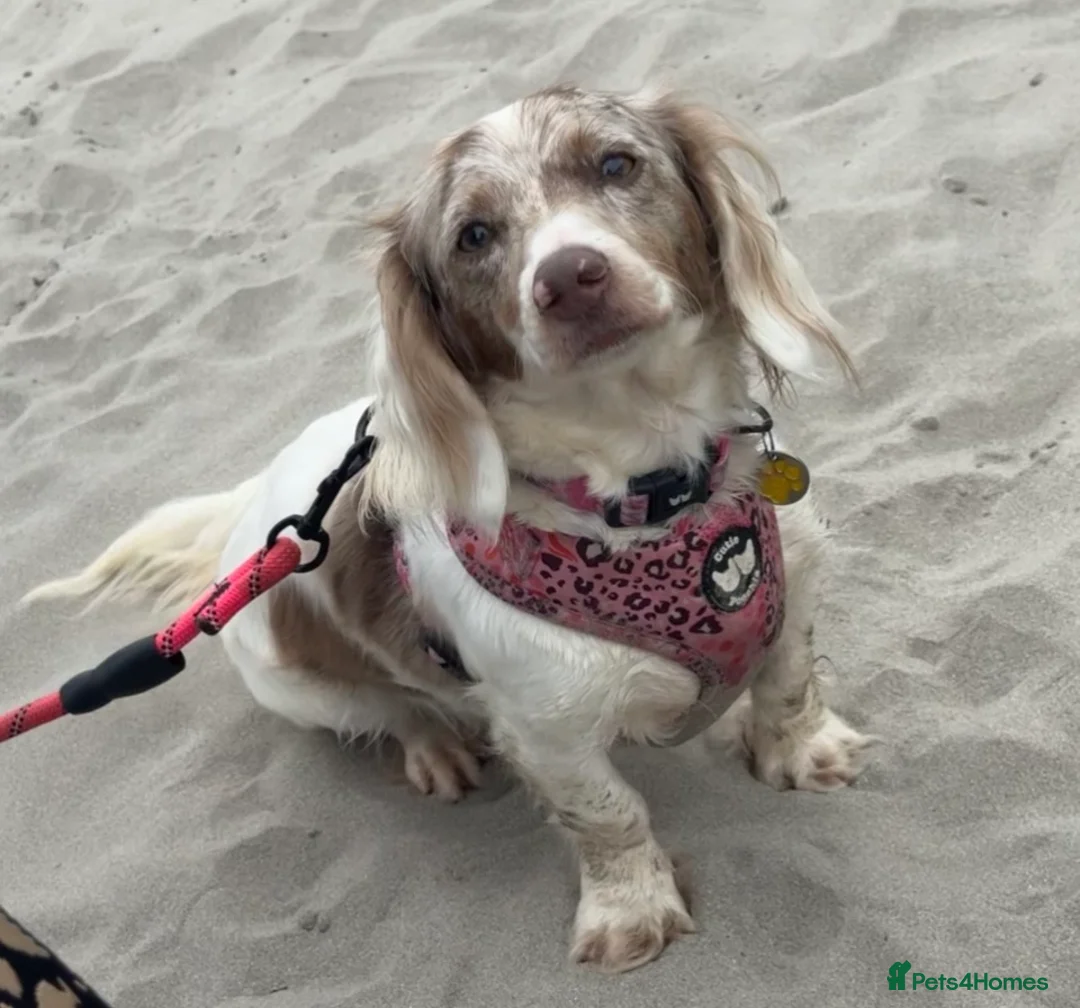 Miniature Dachshund dogs for sale: Pretty Miniature Dachshund  - Advert 2