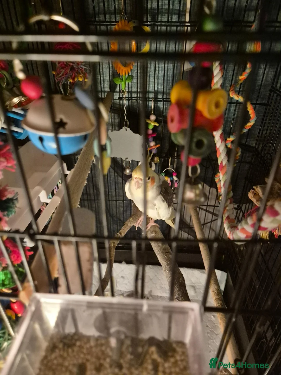 Cockatiels birds for sale: Male cockatiel  needs loving  home  - Advert 5
