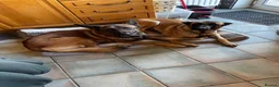 Belgian Shepherd Dog dogs for sale: Stunning Belgian Malinois puppies  - Advert 29