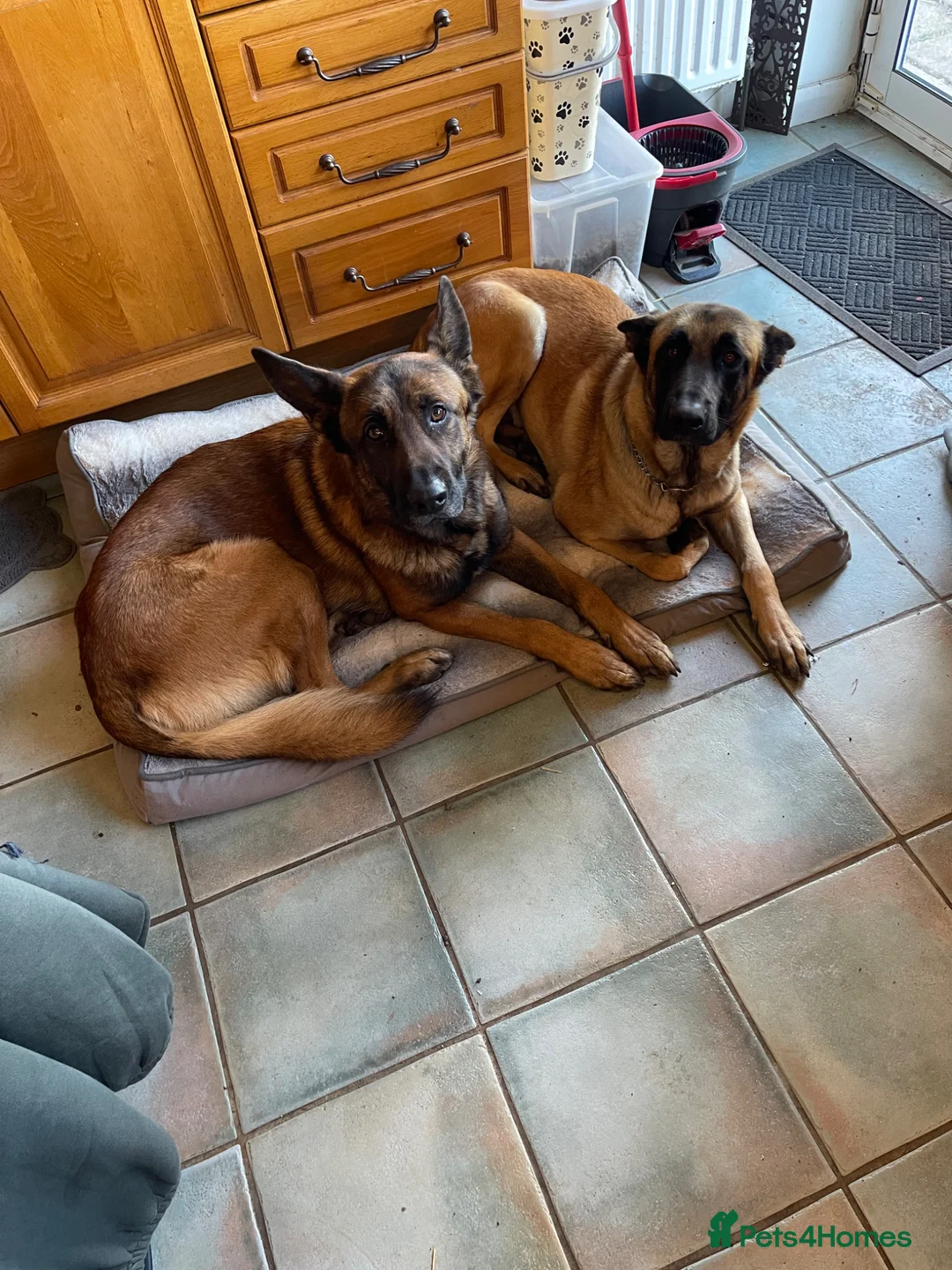 Belgian Shepherd Dog dogs for sale: Stunning Belgian Malinois puppies  - Advert 29
