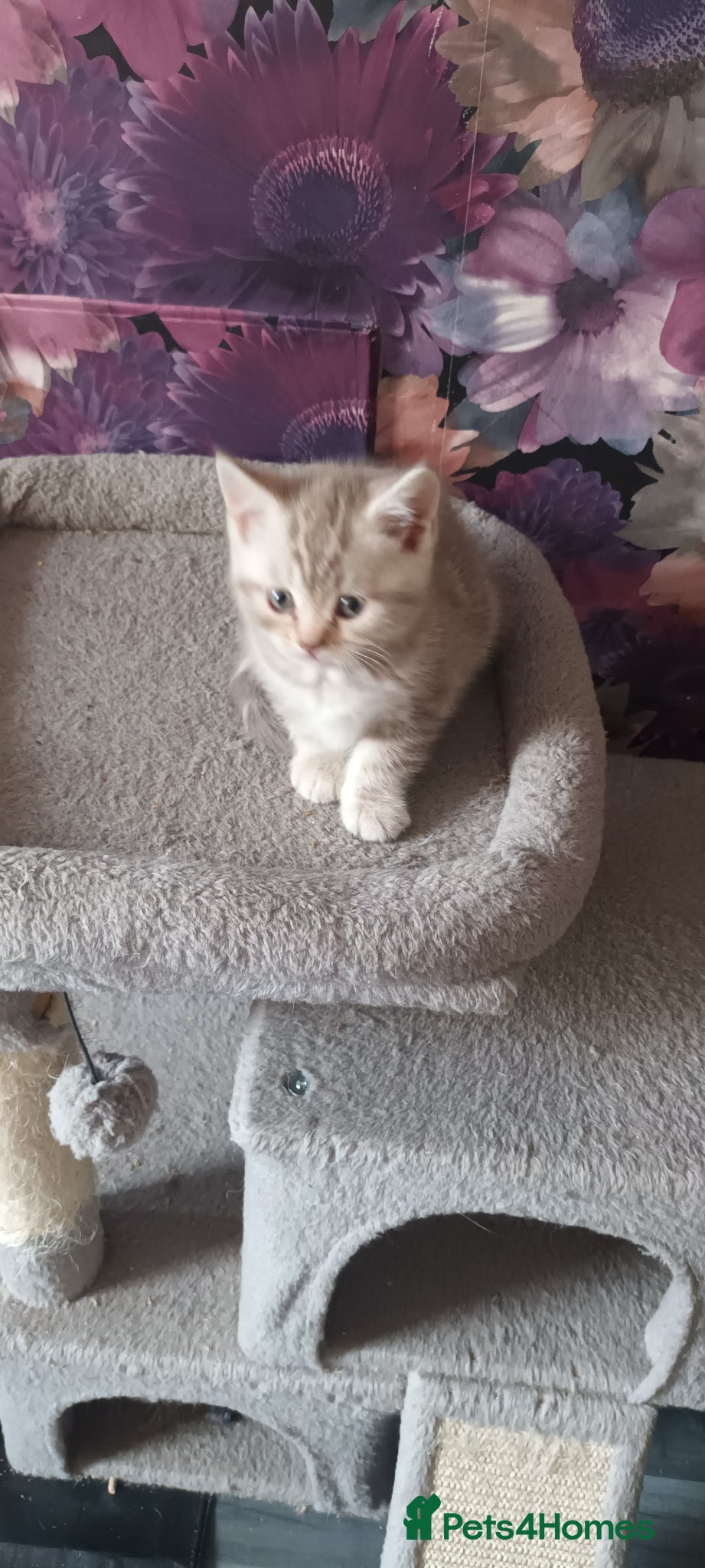 British Shorthair cats British short hair lilac cinnamon kittens - Advert 2