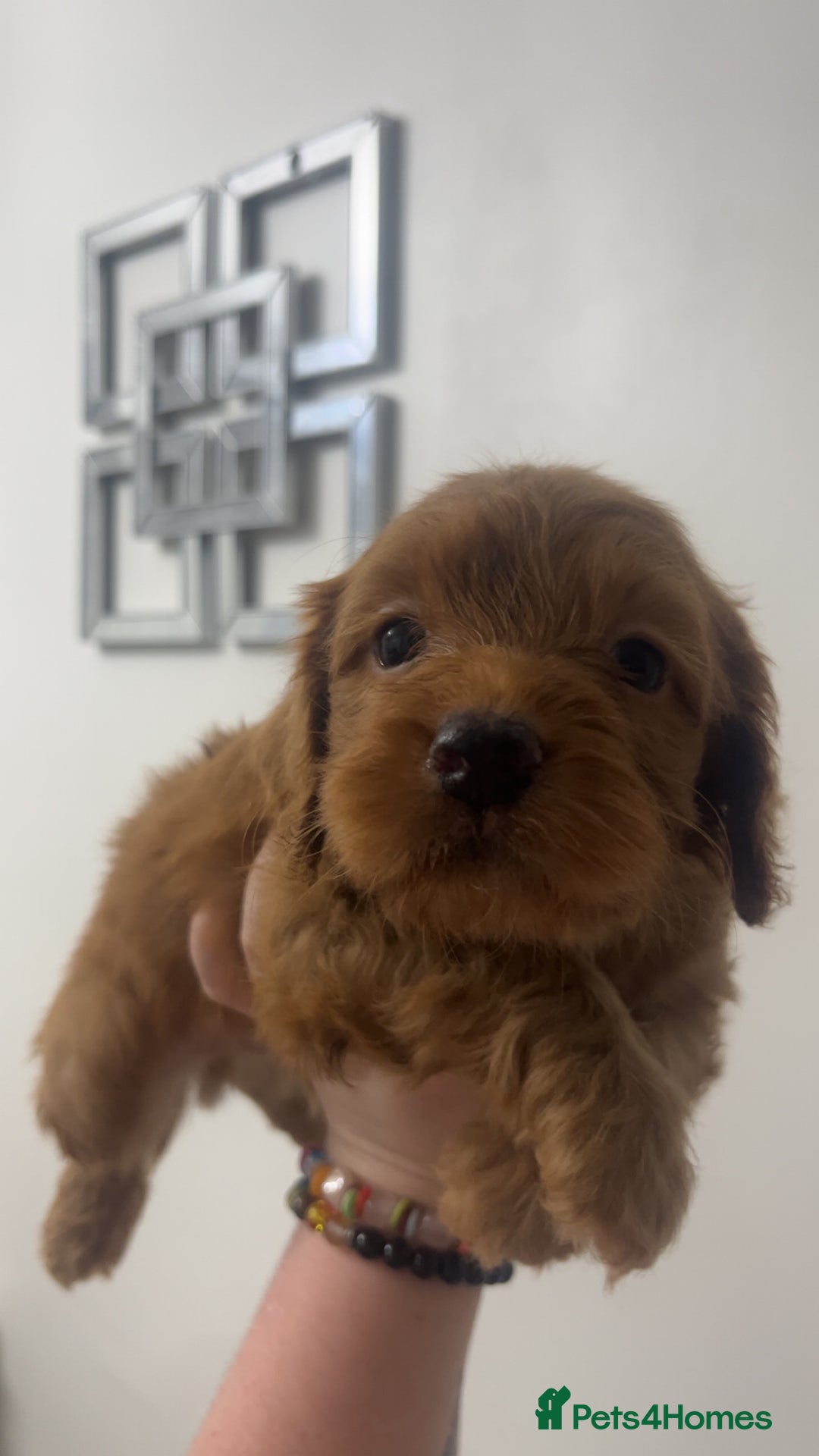 Cockapoo dogs for sale: Health tested cockapoo puppies for sale - Image 6