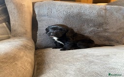 Cockapoo dogs for sale: Beautiful cockapoo - Image 6