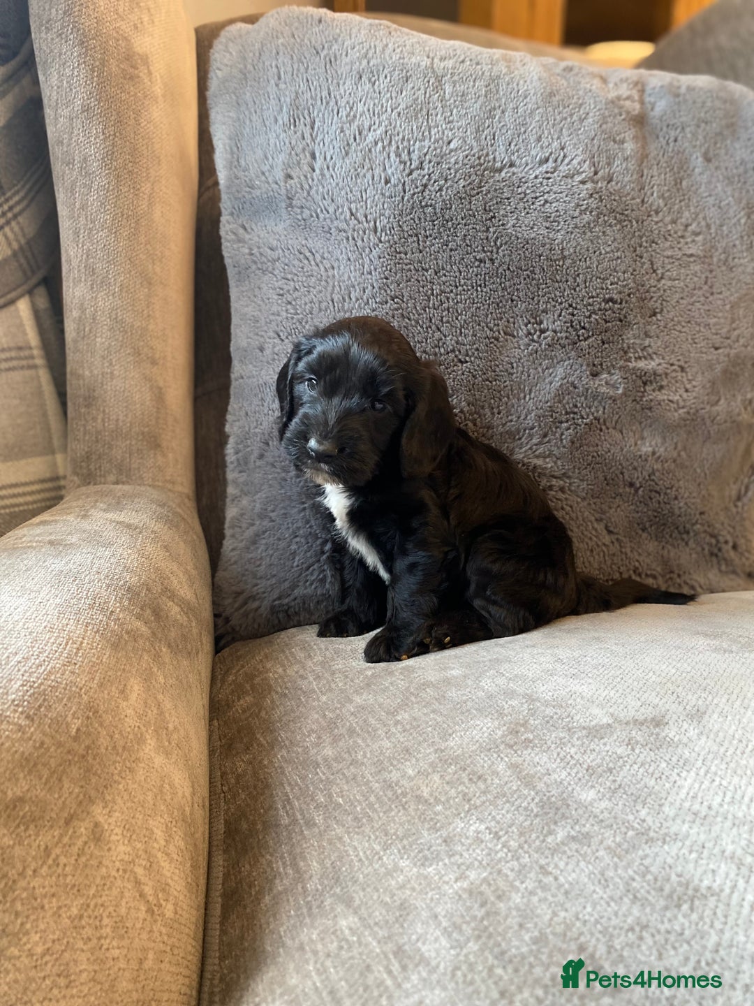 Cockapoo dogs for sale: Beautiful cockapoo - Image 6