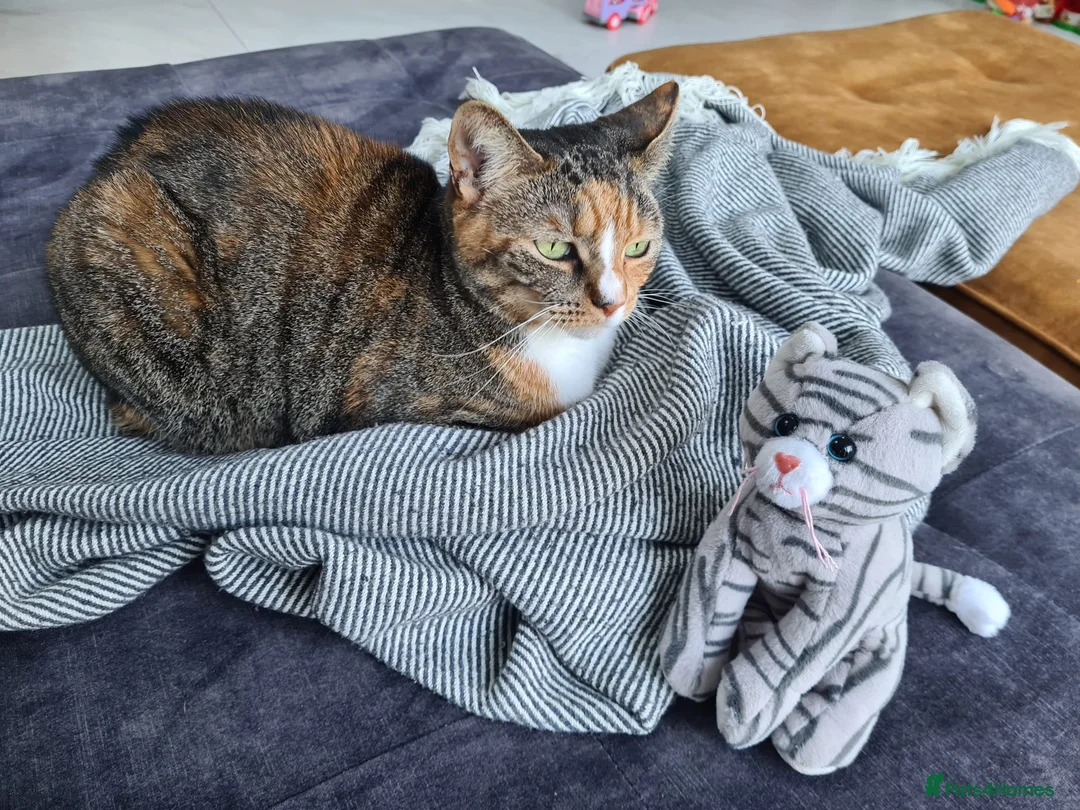 Mixed Breed cats for sale: Indoor female cat - Advert 4