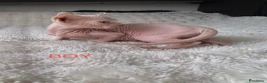 Sphynx 2