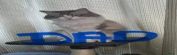 Ragdoll cats for sale: Ragdoll cross tabby kittens - Advert 3