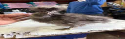 Chickens poultry for sale: 🐥🐣🥚USA Bearded silkies🐥Vorwerk🐥Brahmas🥚🐣🐥 - Advert 7