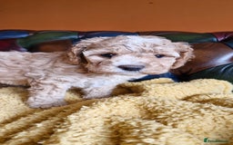 Cavapoo dogs for sale: Gorgeous f1b Cavapoo puppys.Health tested parents  - Image 3