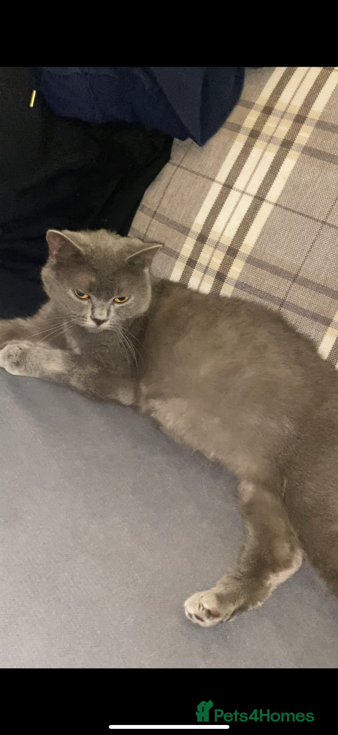 British Shorthair cats British short hair kittens  - Advert 1