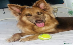 German Shepherd dogs for sale: 🏆quality KC registered long haired GSD pups🏆 - Image 14