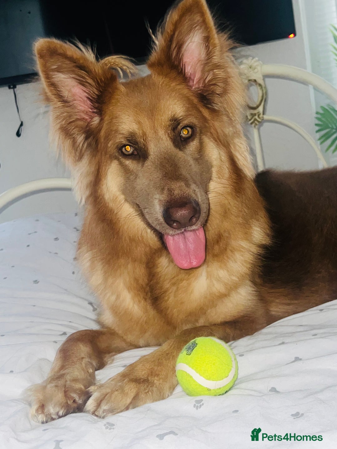 German Shepherd dogs for sale: 🏆quality KC registered long haired GSD pups🏆 - Image 14