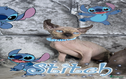 Sphynx cats for sale: 💙LITTLE BOY🩵Sphynx Kitten🩵TESTED 🐈  - Image 1