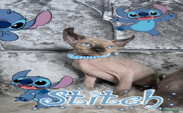 Sphynx cats - Advert 7