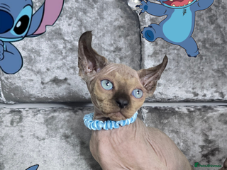 Sphynx cats - Advert 9