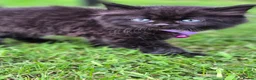 British Shorthair cats for sale: Beautiful British Shorthair Cross Kittens - Advert 29