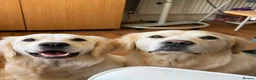 Golden Retriever dogs for sale: Beautiful Golden Retriever Puppies born 21/06/26 - Advert 2