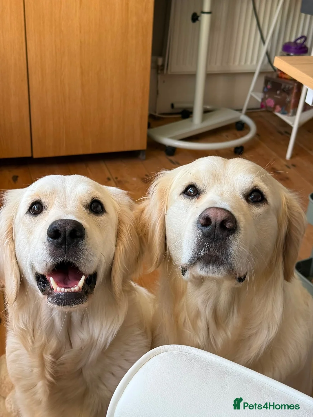 Golden Retriever dogs for sale: Beautiful Golden Retriever Puppies born 21/06/26 - Advert 2