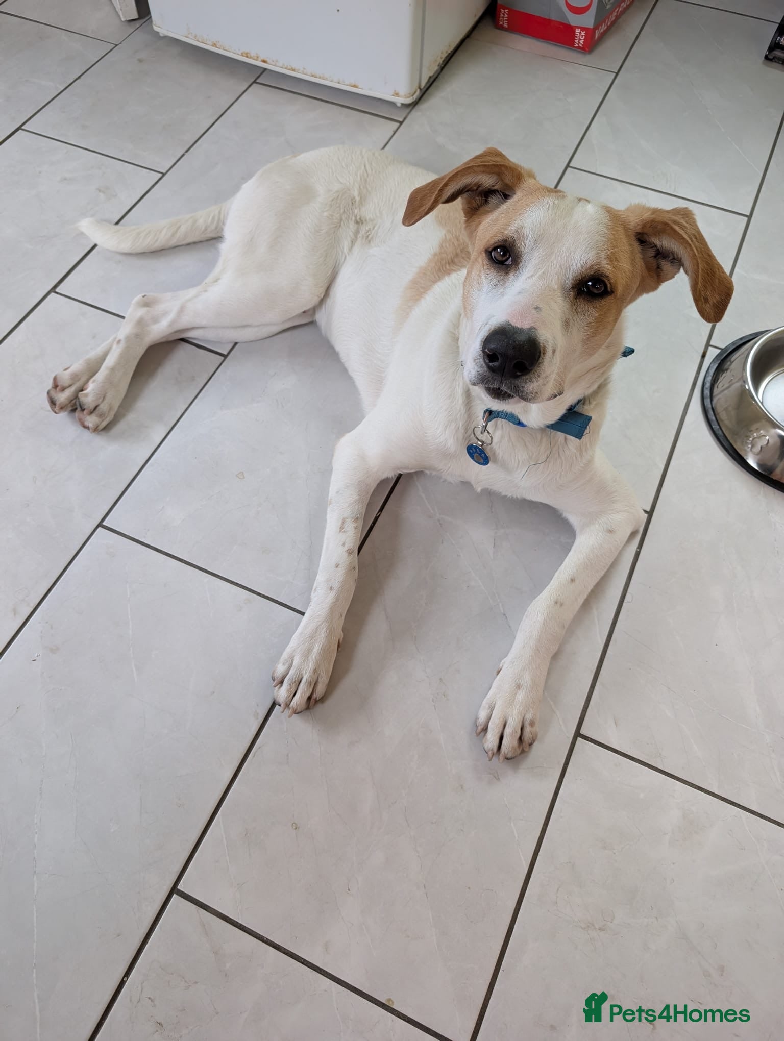 Mixed Breed dogs 🌿 Meet Milo – Your Next Adventure Buddy! 🐾 - Advert 5