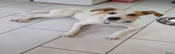 Mixed Breed dogs for adoption: 🌿 Meet Milo – Your Next Adventure Buddy! 🐾 - Advert 2