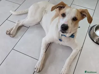 Mixed Breed dogs 🌿 Meet Milo – Your Next Adventure Buddy! 🐾 - Advert 5