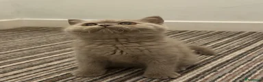 British Shorthair 1