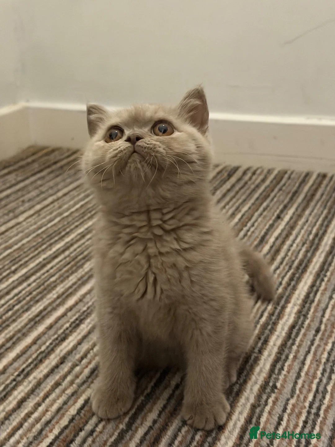 British Shorthair cats for sale: British shorthair (one boy left) - Advert 8
