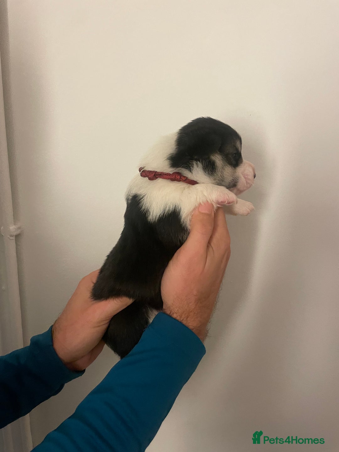 Welsh Corgi Pembroke dogs for sale: KC REG PEMBROKESHIRE CORGIS - Image 7