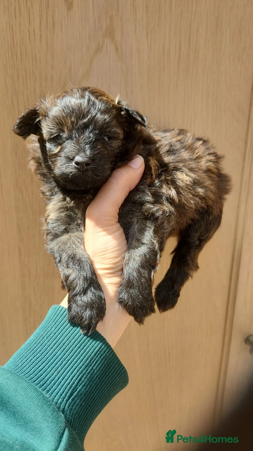 Pomapoo dogs Beautiful Miniature Pomapoo Puppies Avl to Reserve - Advert 2
