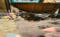 Miniature Dachshund dogs for sale: X2 miniature Dachshunds - Image 3