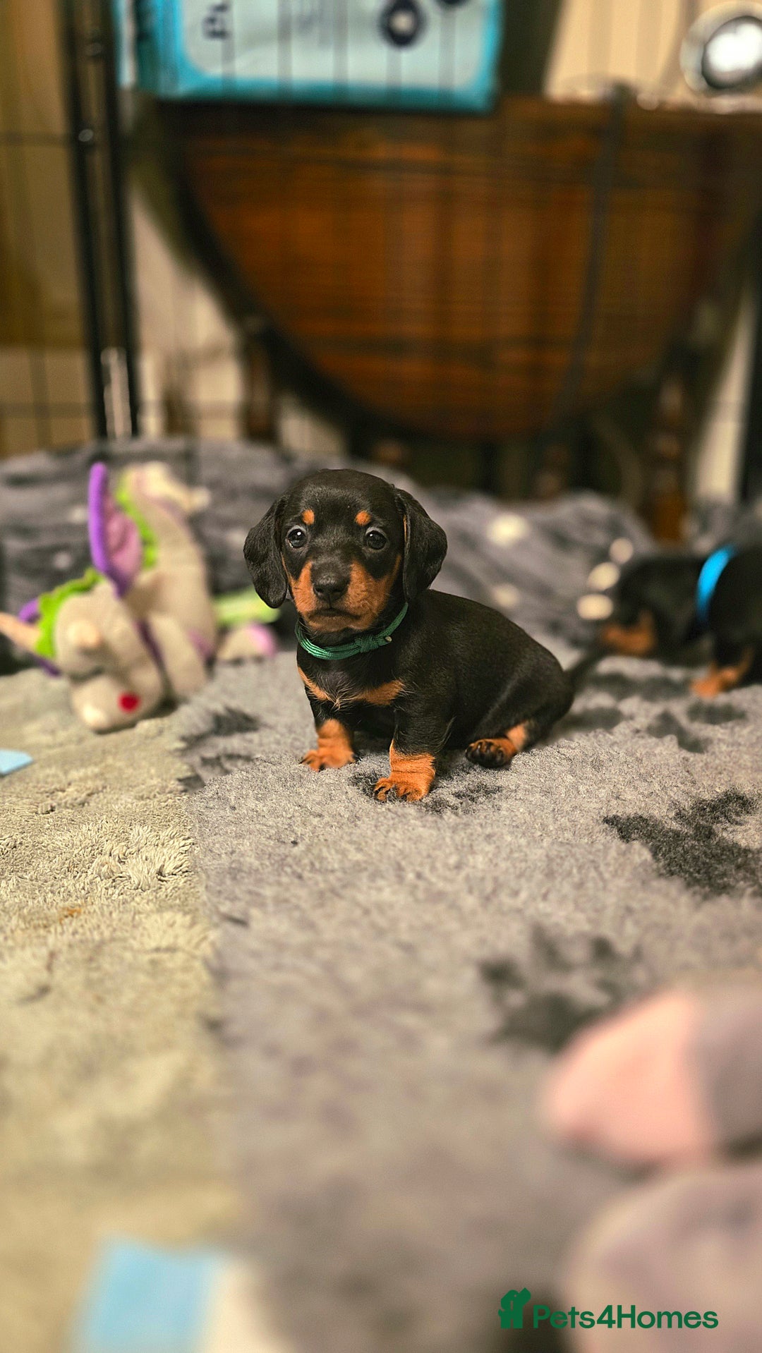Miniature Dachshund dogs for sale: X2 miniature Dachshunds - Image 3