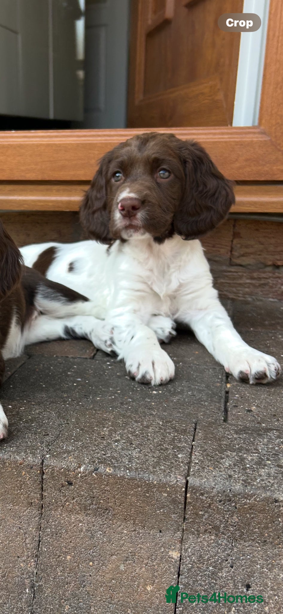 English Springer Spaniel dogs Well bred ESS Puppies KC Registered  - Advert 3