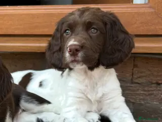 English Springer Spaniel dogs Well bred ESS Puppies KC Registered - Advert 3