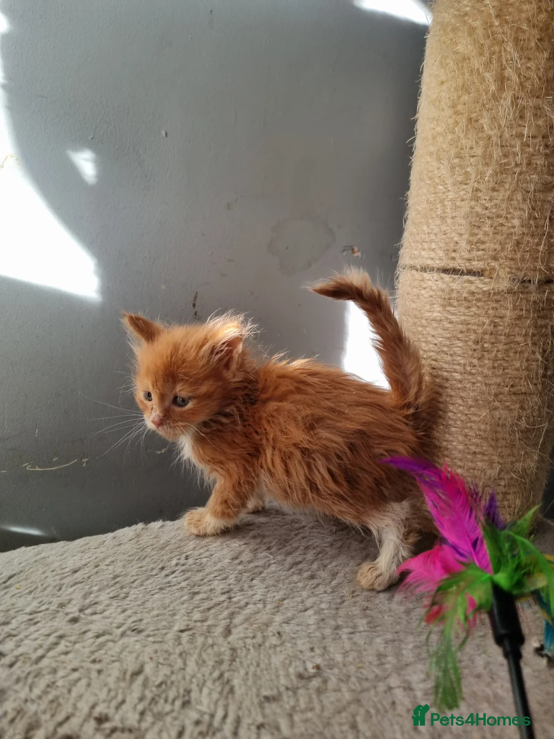 Maine Coon cats for sale: 2 litters of Maine Coon - Advert 21