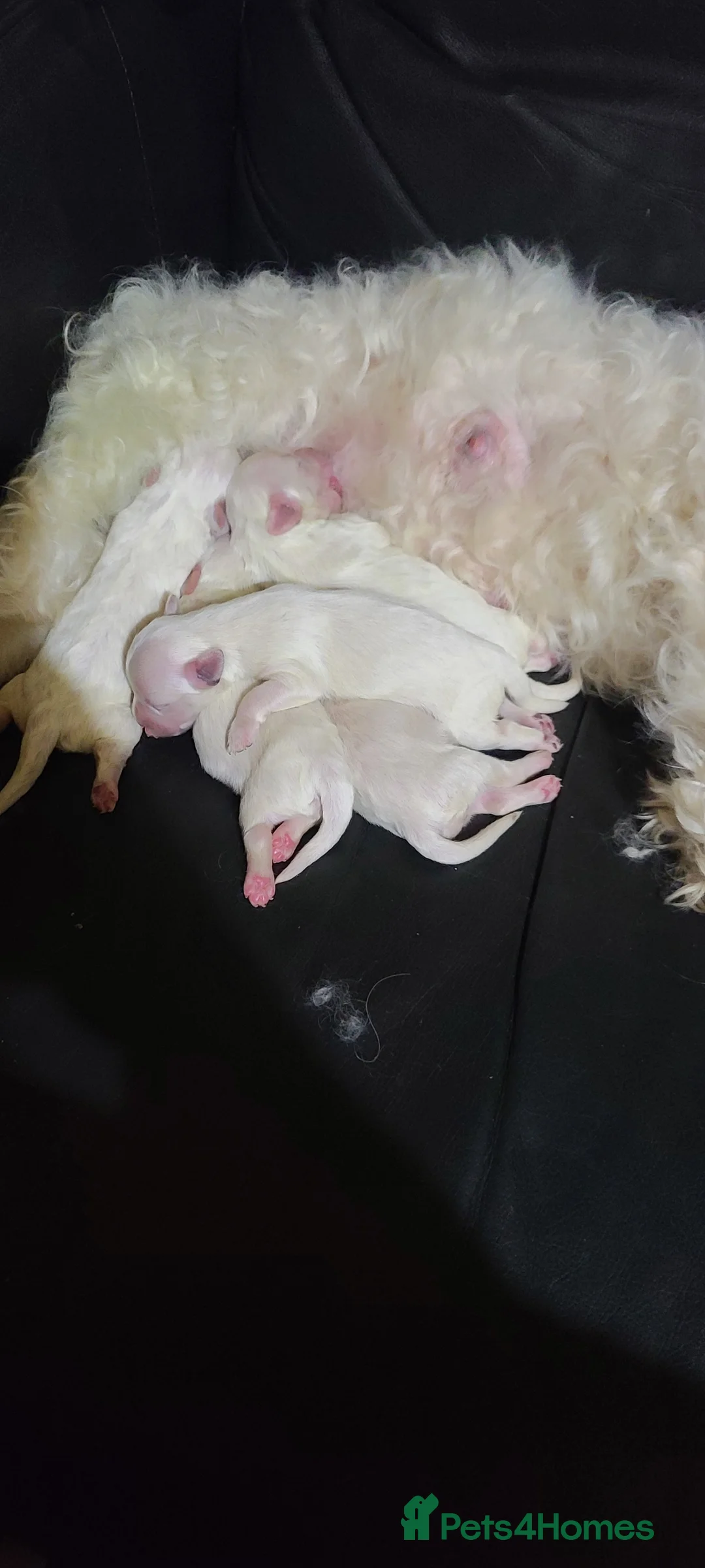 Bichon Frise dogs for sale: 5 beautifuls puppy Bichon Maltese - Advert 18