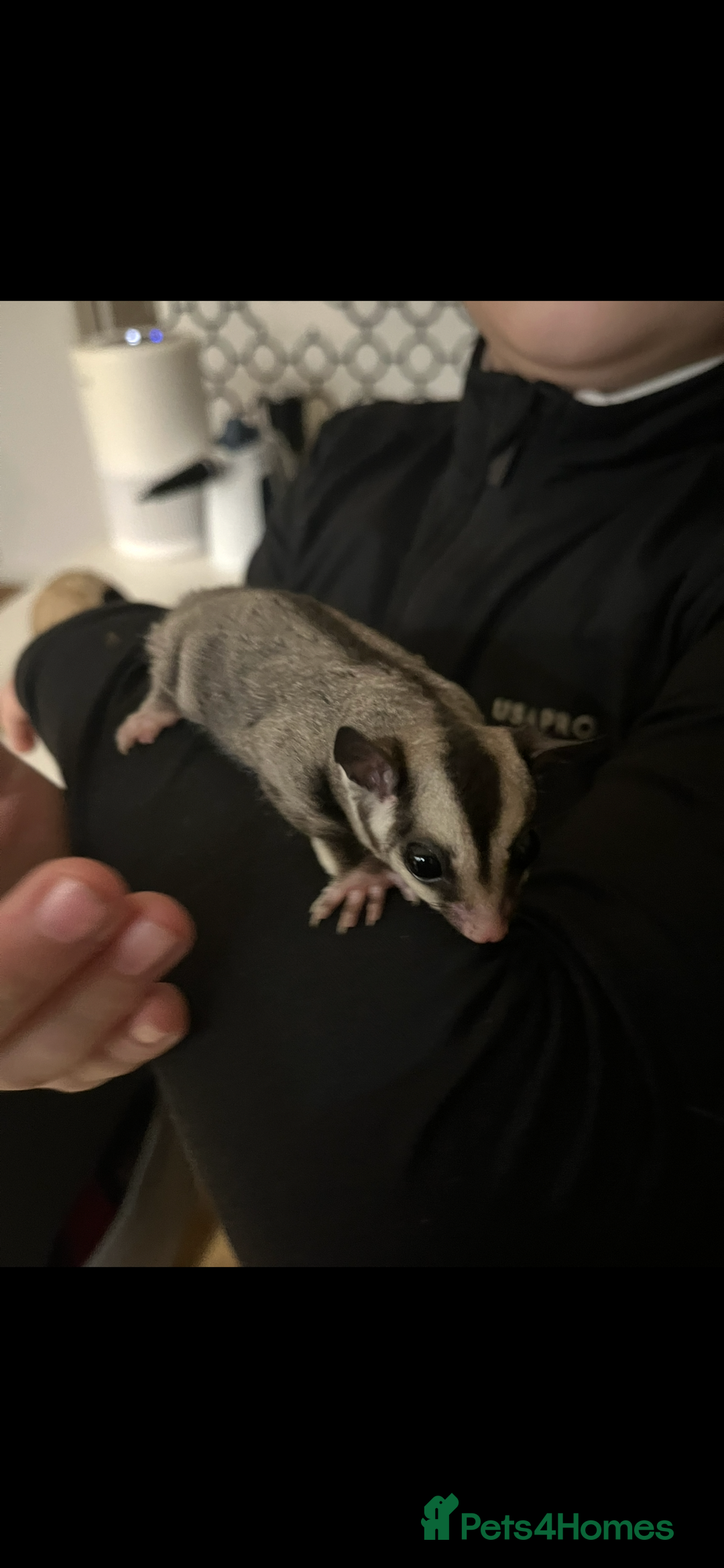 Sugar Glider rodents for sale: Sugar glider babies  - Advert 4