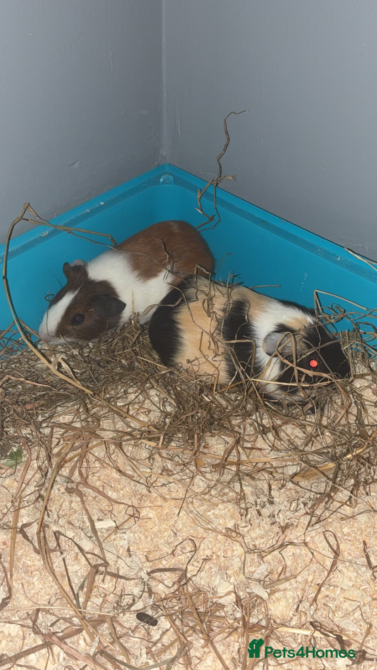 Guinea Pig rodents Two male guinea pigs - Advert 1