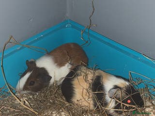 Guinea Pig rodents Two male guinea pigs - Advert 8