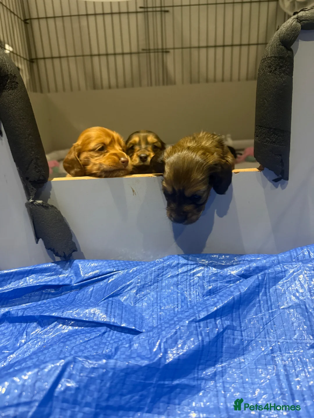 Miniature Dachshund dogs for sale: Beautiful Long hair dachshund KC reg & PRA clear  - Advert 1