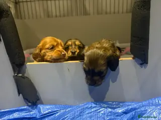 Miniature Dachshund dogs Beautiful Long hair dachshund KC reg & PRA clear - Advert 4