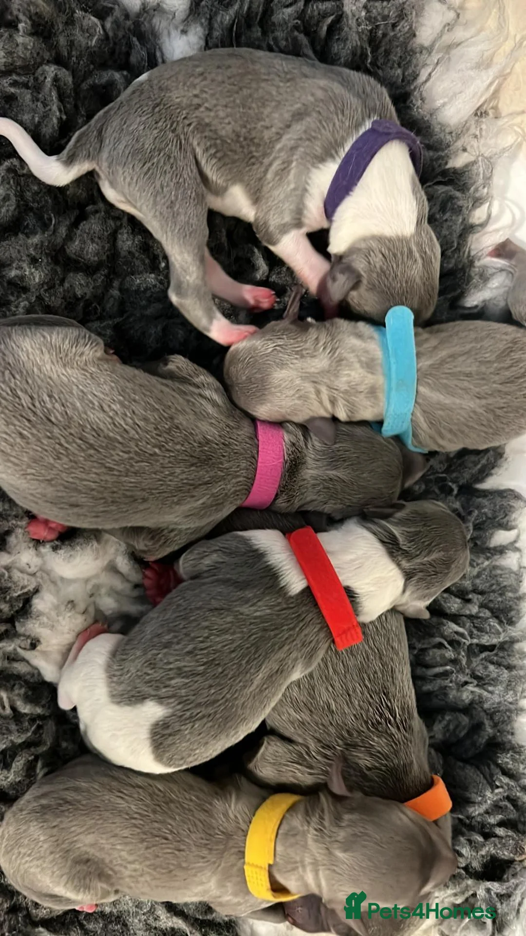Whippet dogs for stud: Small 19",heart test clear,Full Blue Kc reg stud in Bishop Auckland - Advert 31